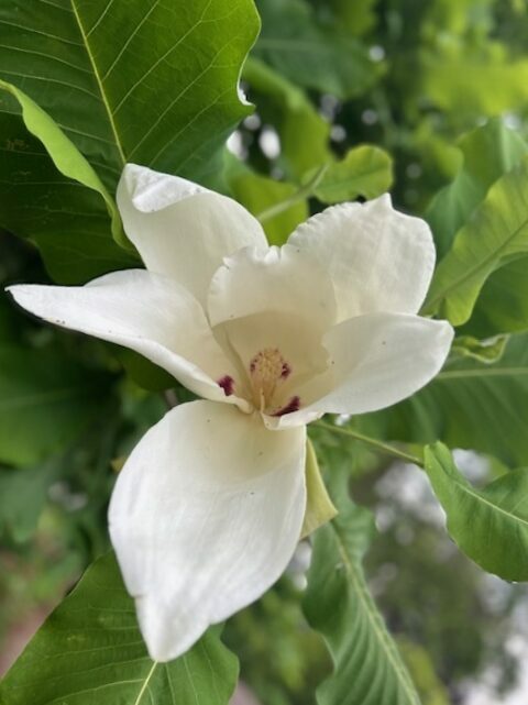Magnolia macrophylla
