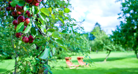 Die Obstwiese Die Obstwiese